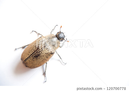 Lepidiota stigma is a polyphagous insect pest that attacks the roots of various types of plants. Lepidiota stigma is a polyphagous insect pest that attacks the roots of various types of plants. 120700778