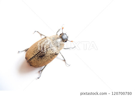 Lepidiota stigma is a polyphagous insect pest that attacks the roots of various types of plants. Lepidiota stigma is a polyphagous insect pest that attacks the roots of various types of plants. 120700780