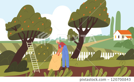Gardener or farmer picking apples. Vector illustration, banner or background. Summer or autumn harvesting season, apple gathering. Rural scene, countryside landscape. Farming and agriculture theme. 120700843