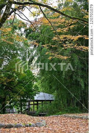 Autumn leaves at Daimongawa River Park in Nanto City 120701079