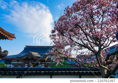 Daigaku-in Temple (Kurayoshi City, Tottori Prefecture), which is associated with the Nanso Satomi Hakkenden Daigaku-in Temple (Kurayoshi City, Tottori Prefecture), which is associated with the Nanso Satomi Hakkenden 120701267
