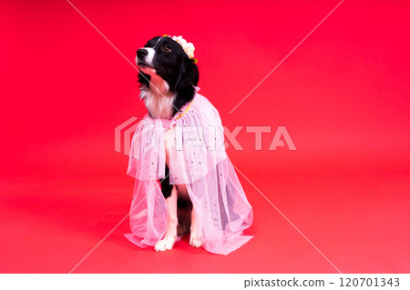 Close-up of Border Collie, 1.5 years old, looking at camera against red and yellow background Close-up of Border Collie, 1.5 years old, looking at camera against red and yellow background 120701343