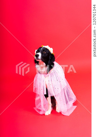 Close-up of Border Collie, 1.5 years old, looking at camera against red and yellow background Close-up of Border Collie, 1.5 years old, looking at camera against red and yellow background 120701344
