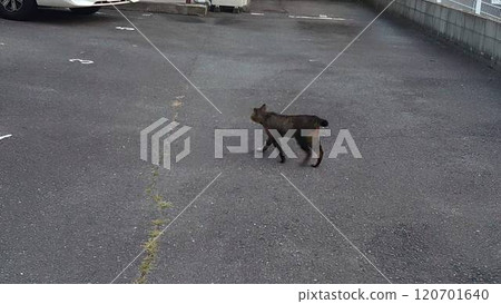 Stray cats to take a walk Stray cats to take a walk 120701640