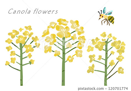 Soft touch rapeseed flowers and bee vector illustration (transparent background) 120701774