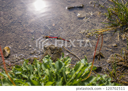 Tandem flight of red dragonflies [Azumino] 120702511