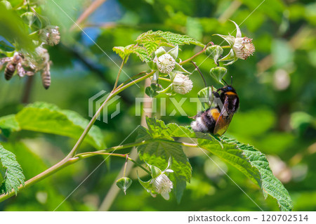A bumblebee collects nectar from raspberry blossoms A bumblebee collects nectar from raspberry blossoms 120702514