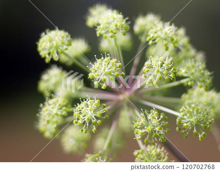 Angelica plan. .Shallow depth-of-field Angelica plan. .Shallow depth-of-field 120702768