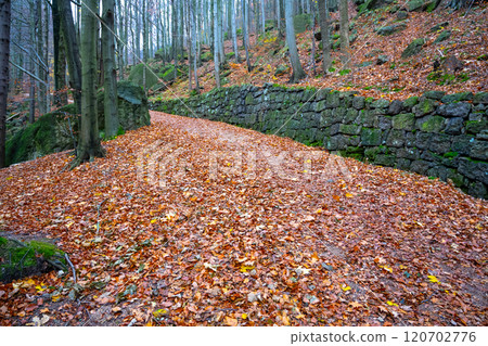 A historic mountain road in the Jizera Mountains, Stolpich Road is adorned with vibrant autumn leaves, creating a beautiful landscape on a calm day in Czechia's nature. 120702776