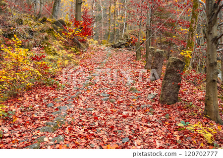 Stolpich Road in the Jizera Mountains is transformed in autumn, with vibrant leaves carpeting the historic path, creating a stunning display of nature's palette amid the trees. Stolpich Road in the Jizera Mountains is transformed in autumn, with vibrant leaves carpeting the historic path, creating a stunning display of nature's palette amid the trees. 120702777