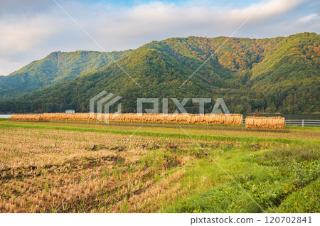 Rice planting on the shores of Lake Kizaki [Omachi City] 120702841