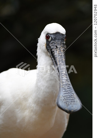 Kurozurahella Kurozurahella 120702948