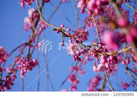 Sakura no Hana 120702988