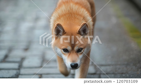 A Shiba Inu walking alone on the street 120703109