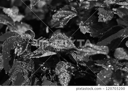 Scattered water droplets on dense leaves captured in high-contrast black and white 120703200