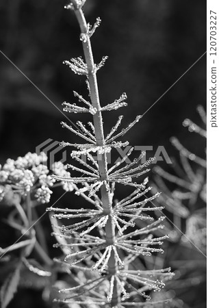 Black and white photo of delicate horsetail plant adorned with dewdrops, macro natural textures, vertical 120703227