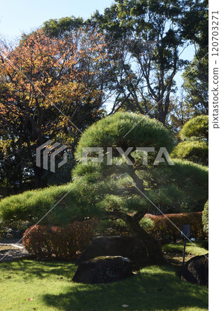 陽光明媚的日子裡的日式花園 120703271