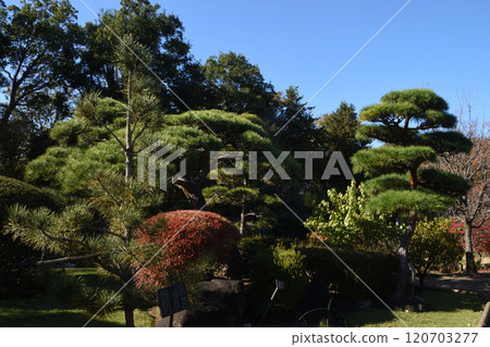 陽光明媚的日子裡的日式花園 120703277