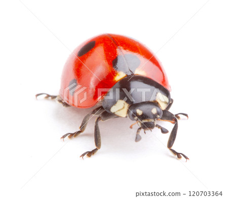 Ladybug on white background Ladybug on white background 120703364