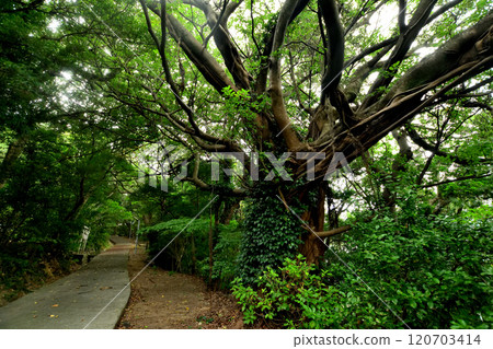 Ryuo Shrine approach and Ako tree [Mihama-cho, Hidaka-gun, Wakayama Prefecture] 120703414