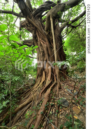龍王神社的赤穗樹【和歌山縣日高郡美浜町】 龍王神社的赤穗樹【和歌山縣日高郡美浜町】 120703420