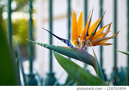 Beautiful bright Strelitzia flower close-up Beautiful bright Strelitzia flower close-up 120703954