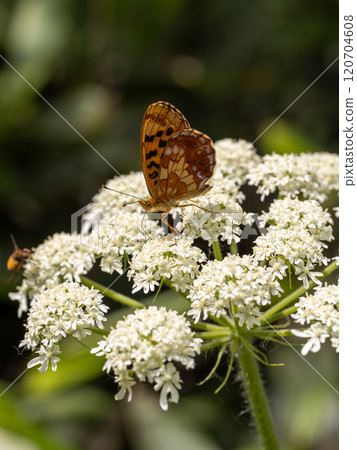 Hosoba Hyouton 120704608