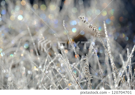 霜原中彩虹色的光芒 霜原中彩虹色的光芒 120704701