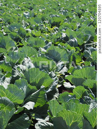捲心菜補丁:捲心菜補丁 捲心菜補丁:捲心菜補丁 120704895