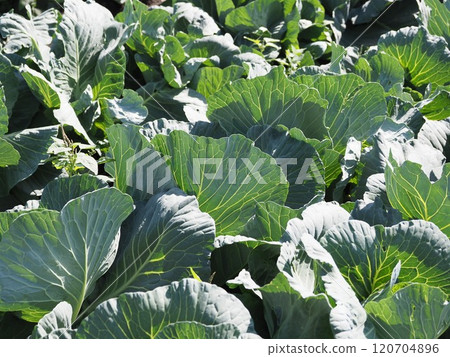 Cabbage patch: cabbage patch Cabbage patch: cabbage patch 120704896