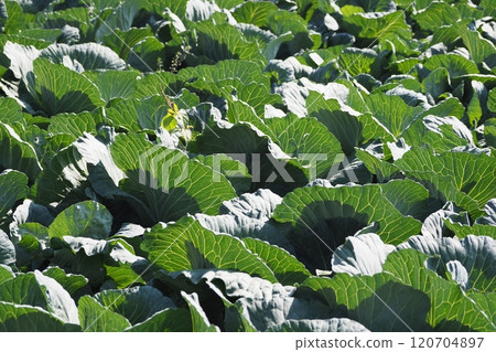 Cabbage patch: cabbage patch 120704897