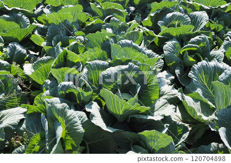 Cabbage patch: cabbage patch Cabbage patch: cabbage patch 120704898