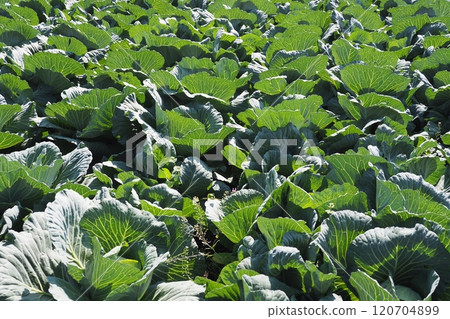Cabbage patch: cabbage patch Cabbage patch: cabbage patch 120704899