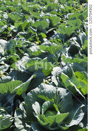 Cabbage patch: cabbage patch 120704902