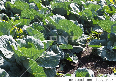 捲心菜補丁:捲心菜補丁 捲心菜補丁:捲心菜補丁 120704907