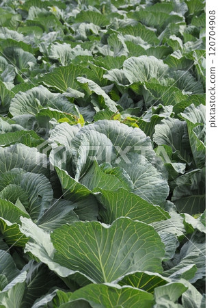 捲心菜補丁：捲心菜補丁 120704908