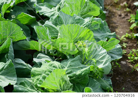 Cabbage patch: cabbage patch Cabbage patch: cabbage patch 120704916