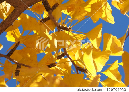 銀杏葉的葉子上色了黃色 120704930