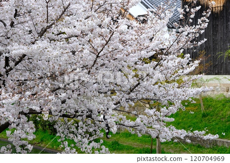 Cherry blossom trees along Fushimi Canal in spring 120704969