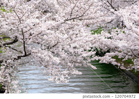 Cherry blossom trees along Fushimi Canal in spring Cherry blossom trees along Fushimi Canal in spring 120704972