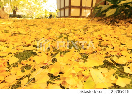 Ginkgo fallen leaves 120705066