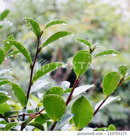 Leaves wet with rain Leaves wet with rain 120705275