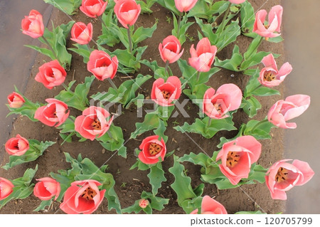 〜鬱金香〜◦◦◦◦紅色鬱金香◦◦◦◦ 120705799