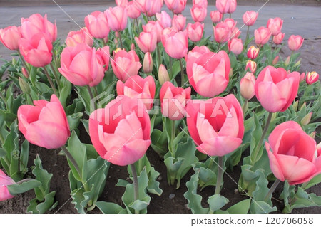 ~ Tulip ~ ◦◦◦◦Red tulips ◦◦◦◦ ~ Tulip ~ ◦◦◦◦Red tulips ◦◦◦◦ 120706058