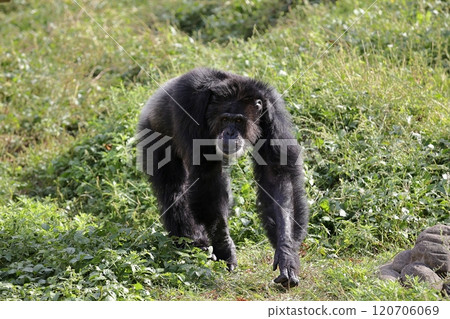 雄性黑猩猩用四肢行走 120706069