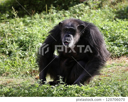 雌性黑猩猩坐在草地上 120706070