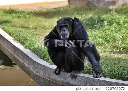 黑猩猩坐著看著相機 120706072