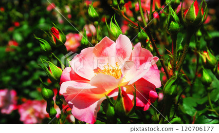 伊那町體制執行紀念公園(埼玉縣北足立郡伊那町)「2024年玫瑰節」風景(花霞) 伊那町體制執行紀念公園(埼玉縣北足立郡伊那町)「2024年玫瑰節」風景(花霞) 120706177