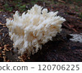 Coral fungus / Fontainebleau, Frnce 120706225