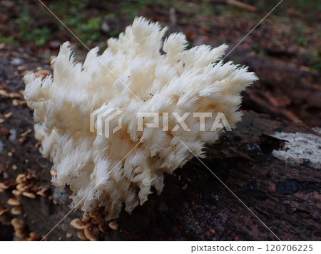 Coral fungus / Fontainebleau, Frnce Coral fungus / Fontainebleau, Frnce 120706225